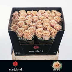 Rosa Bellini! 60cm