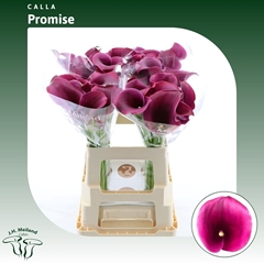 Zantedeschia Captain Promise 60cm