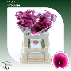Zantedeschia Captain Promise 55cm