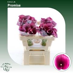 Zantedeschia Captain Promise 50cm