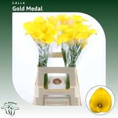 Zantedeschia Gold Medal 65cm