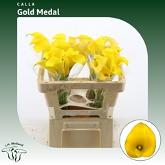Zantedeschia Gold Medal 50cm
