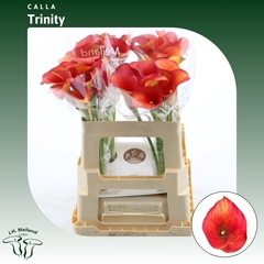 Zantedeschia Captain Trinity 55cm