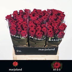 Rosa Red Naomi! 60cm