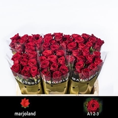 Rosa Red Naomi! 50cm