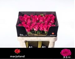 Rosa Xoch! 70cm