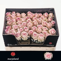 Rosa Sweet Dolomiti@ 70cm