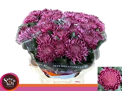 Chrysanth Single Bigoudi Purple 80cm 130gr.