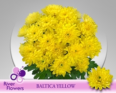 Chrysanth Spray Baltica Yellow 70cm 85gr.