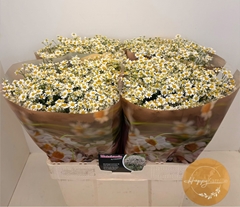 Tanacetum Single Vegmo 60cm