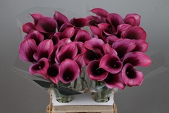 Zantedeschia Akela 70cm