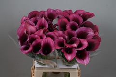 Zantedeschia Akela 65cm