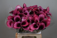 Zantedeschia Akela 60cm