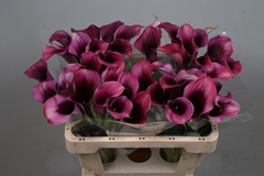 Zantedeschia Akela 55cm