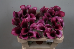 Zantedeschia Akela 50cm