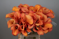 Zantedeschia Callista 70cm