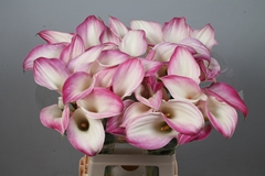 Zantedeschia Call Mario 70cm