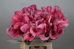 Zantedeschia Captain Romance 65cm