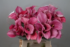 Zantedeschia Captain Romance 60cm