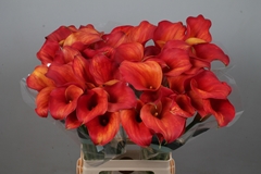 Zantedeschia Captain Trinity 70cm
