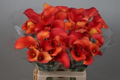 Zantedeschia Captain Trinity 65cm