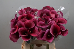 Zantedeschia Captain Promise 60cm