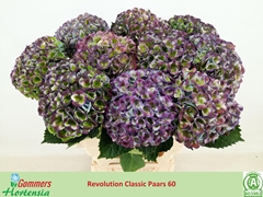 Hydrangea Revolution 60cm 14-16cm Hd