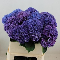 Hydrangea Rodeo Purple 80cm 17-19cm Hd