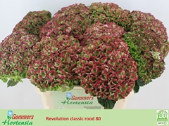Hydrangea Revolution Classic 80cm 19-21cm Hd