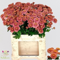 Chrysanth Spray Blenda Salmon 55cm 55gr.