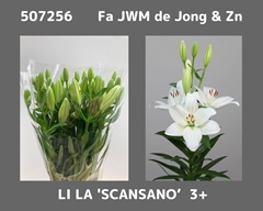 Lily La Scansano 65cm 3+