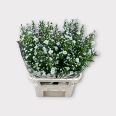 Aster Monte Casino Improved 85cm 25gr.