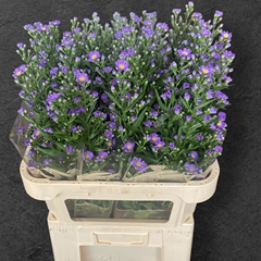 Aster Laura 85cm 25gr.