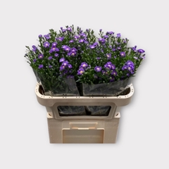 Aster Laura 70cm 16gr.
