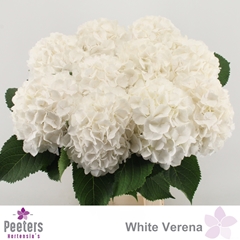 Hydrangea White Verena 65cm 18-20cm Hd