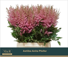 Astilbe Anita Pfeifer 50cm