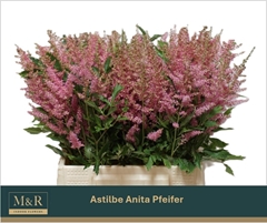 Astilbe Anita Pfeifer 45cm