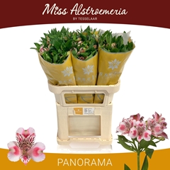 Alstroemeria Panorama 75cm 60gr.