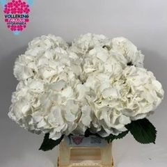 Hydrangea Schneeball 60cm 16-18cm Hd