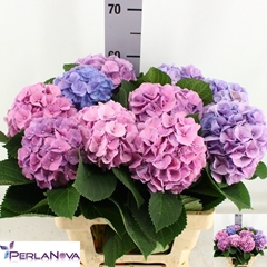 Hydrangea My Beautiful Heaven 60cm 15-17cm Hd