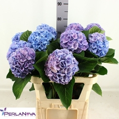 Hydrangea My Beautiful Heaven 80cm 16-18cm Hd