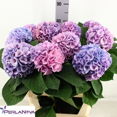 Hydrangea My Beautiful Heaven 80cm 16-18cm Hd