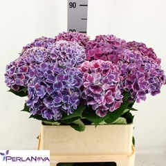 Hydrangea My Beautiful Rio Blue 80cm 16-18cm Hd