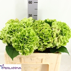 Hydrangea Verena Classic 50cm 14-16cm Hd