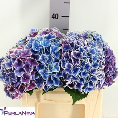 Hydrangea My Beautiful Rio Blue 40cm 12-14cm Hd