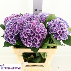 Hydrangea My Beautiful Rio Blue 60cm 13-15cm Hd