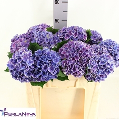 Hydrangea My Beautiful Rio Blue 50cm 13-15cm Hd