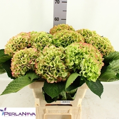 Hydrangea My Beautiful Heaven Classic 60cm 16-18cm Hd
