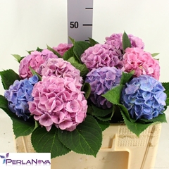 Hydrangea My Beautiful Heaven 50cm 13-15cm Hd