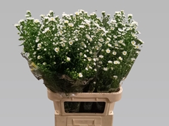 Aster Monte Casino Improved 85cm 32gr.